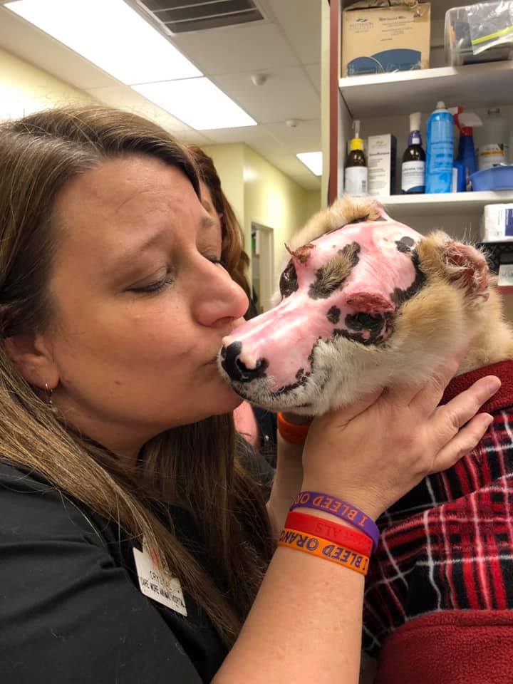 dog burned in fire therapy dog