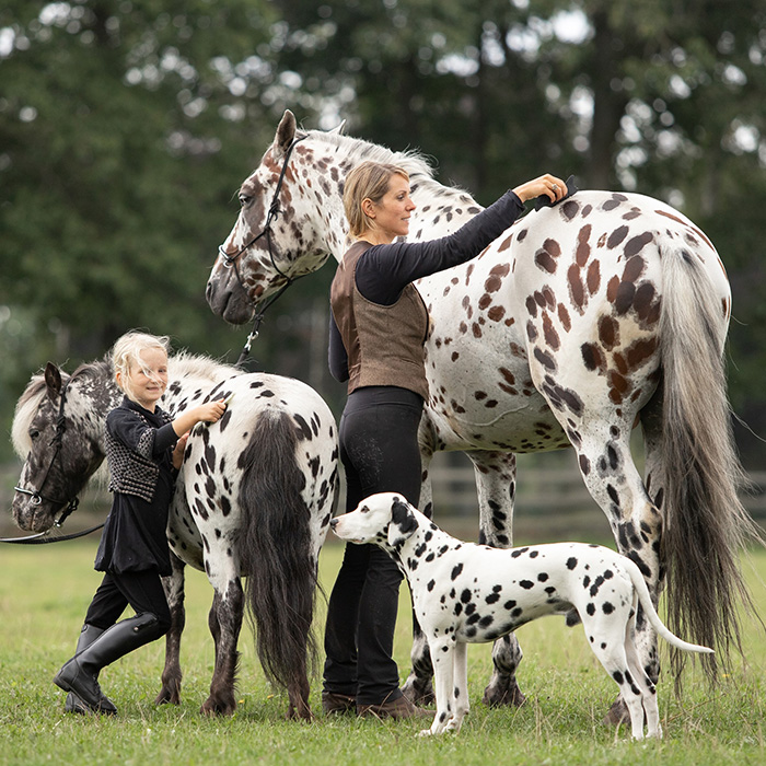 spotted horse pony and dog