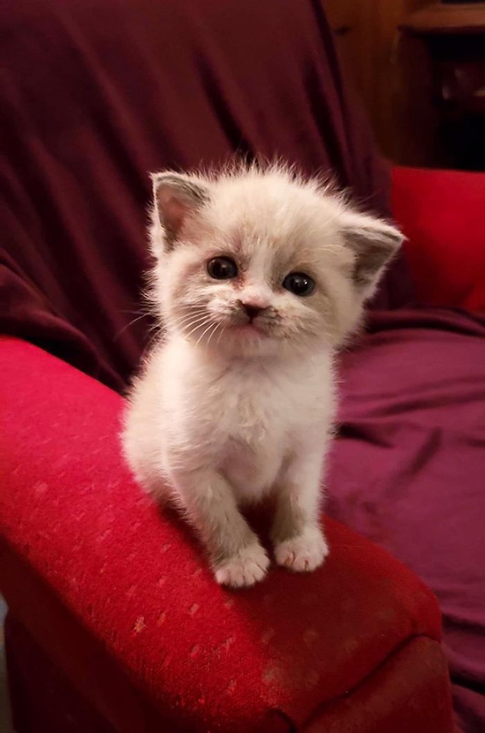 kitten smiling for the camera on chair