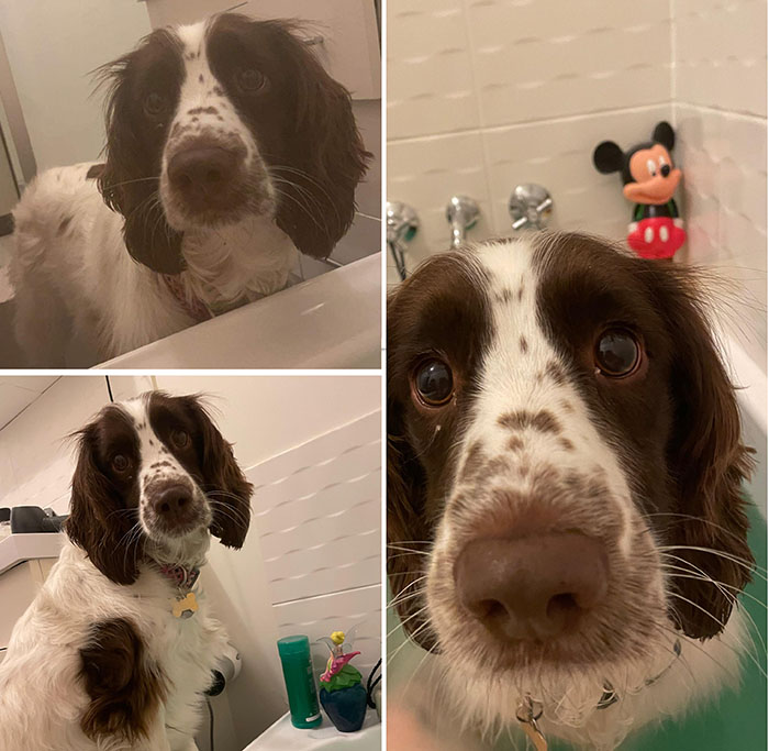 dog in bath tub with mom