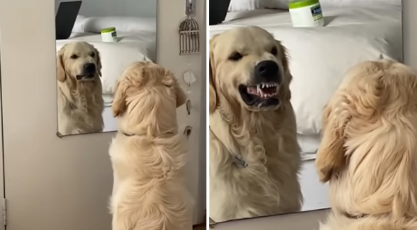 Watch This Dog Practice His Angry Faces In The Mirror