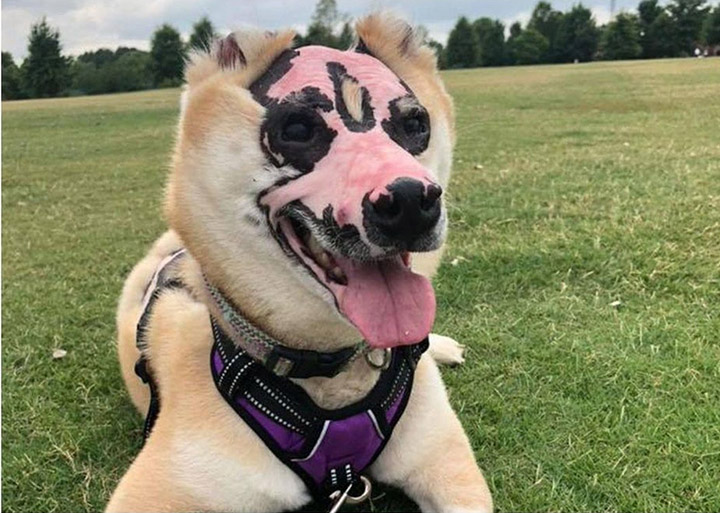 dog burned in fire therapy dog