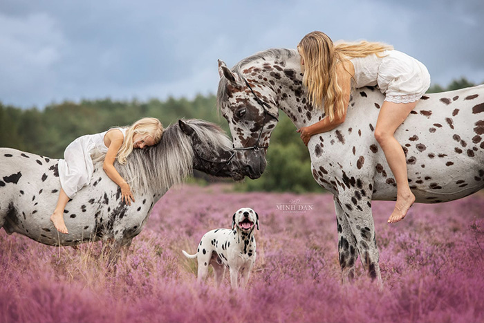 spotted horse pony and dog