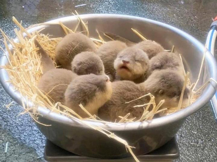 baby otters in a bowl