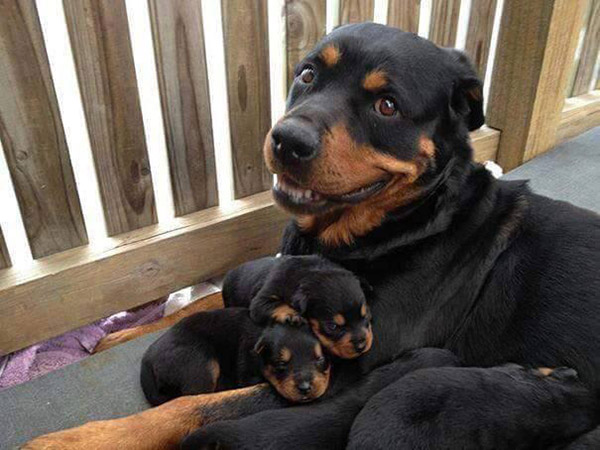 mom and puppies