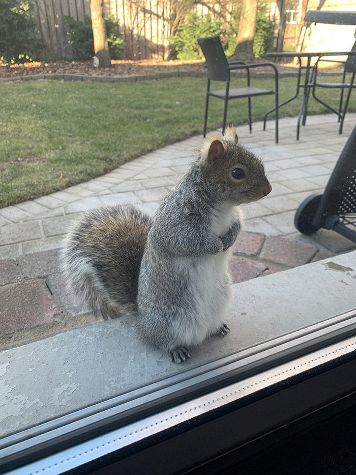 squirrel asks for nuts