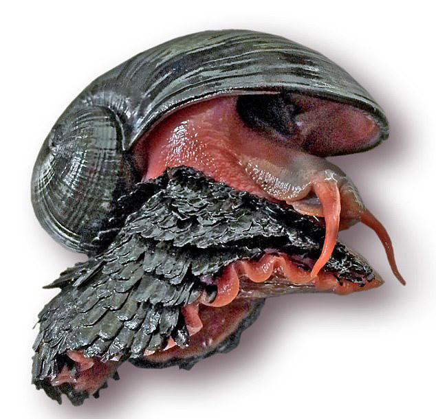 volcano snail