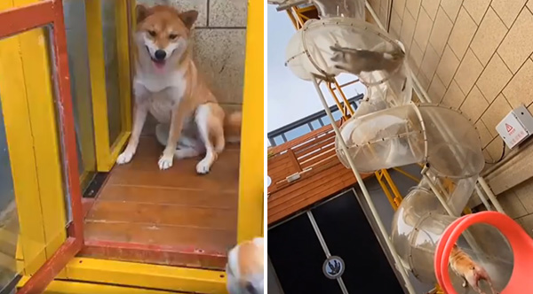 Dogs Use Elevator And Take Turns Going Down Spiral Slide
