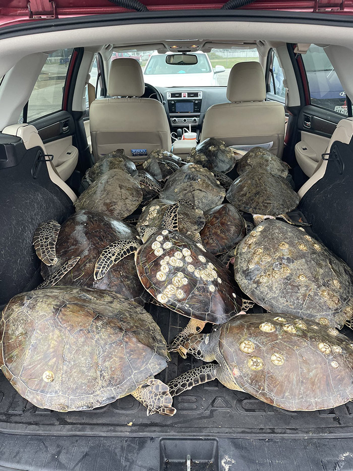 volunteers rescue sea turtles from freezing