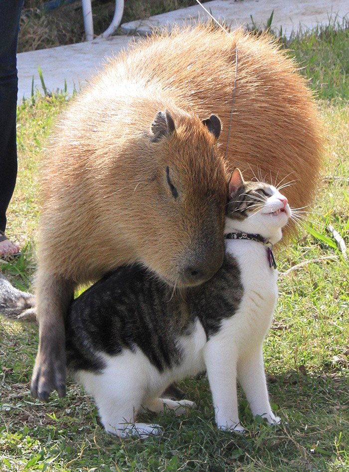 capybara and cat