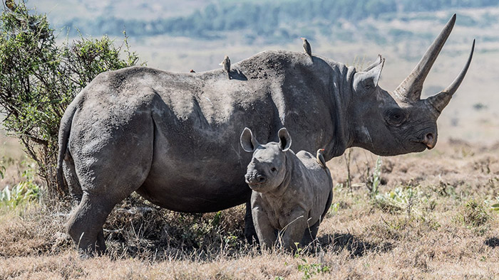 no rhino killed by poachers kenya 2020