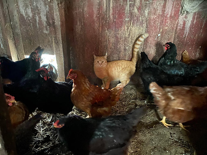 farm cat wth chickens