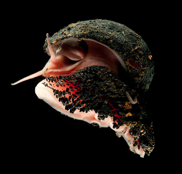 volcano snail