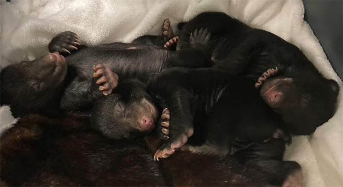 bear cubs rescue