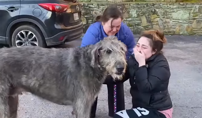 fergus dog reunited with family