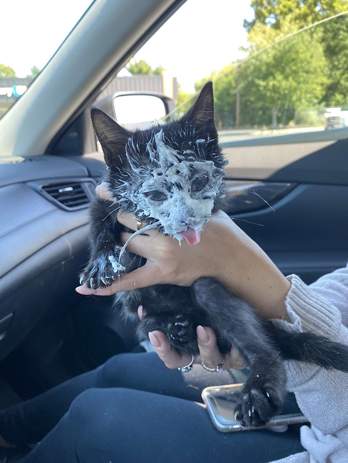 kitten first Starbucks
