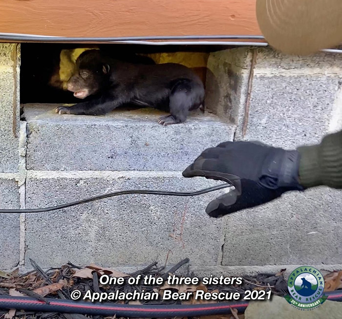 bear cubs rescue