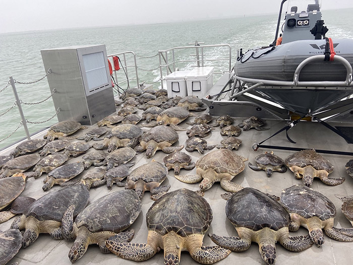 Gönüllüler deniz kaplumbağalarını donmaktan kurtarıyor