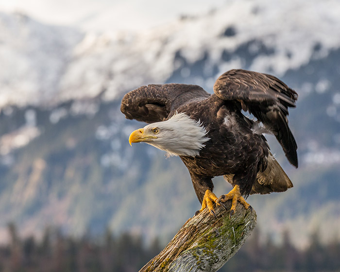 bald eagle population soars in US