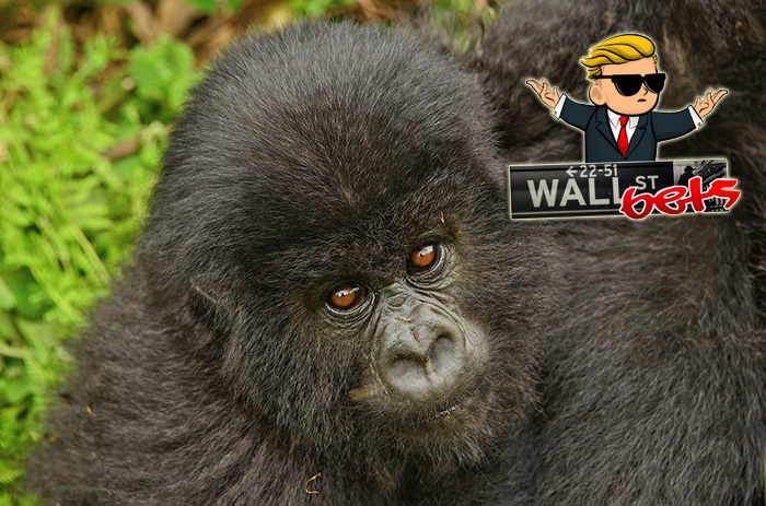 wallstreetbets adopting gorillas