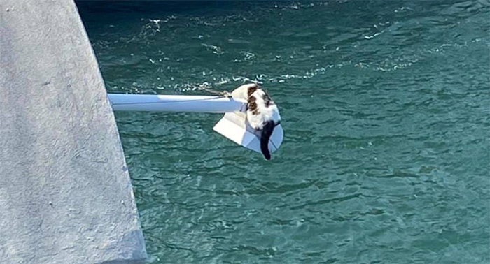 cat avoids being rescued light pole over water