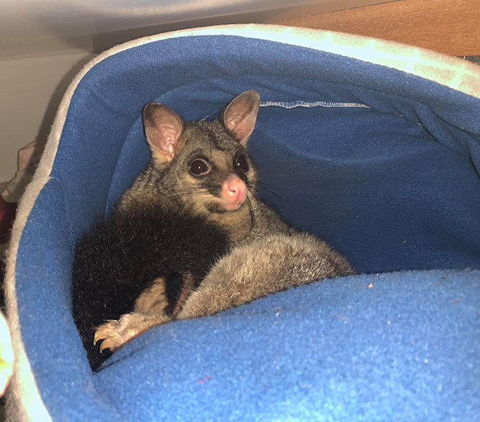 cat bed for possum
