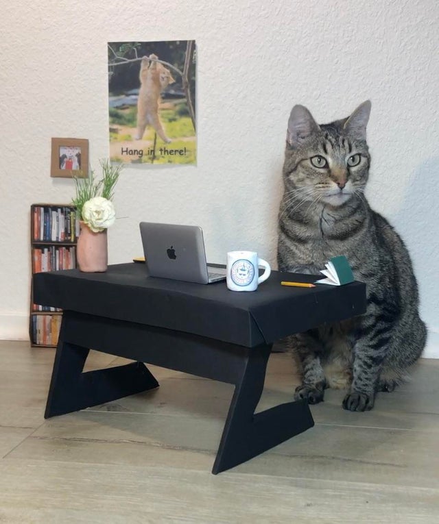 bno3i-cat-work-from-home.jpg