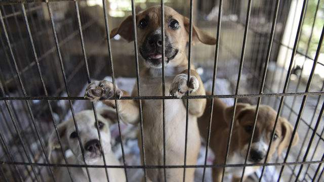 no kill animal shelters LA city