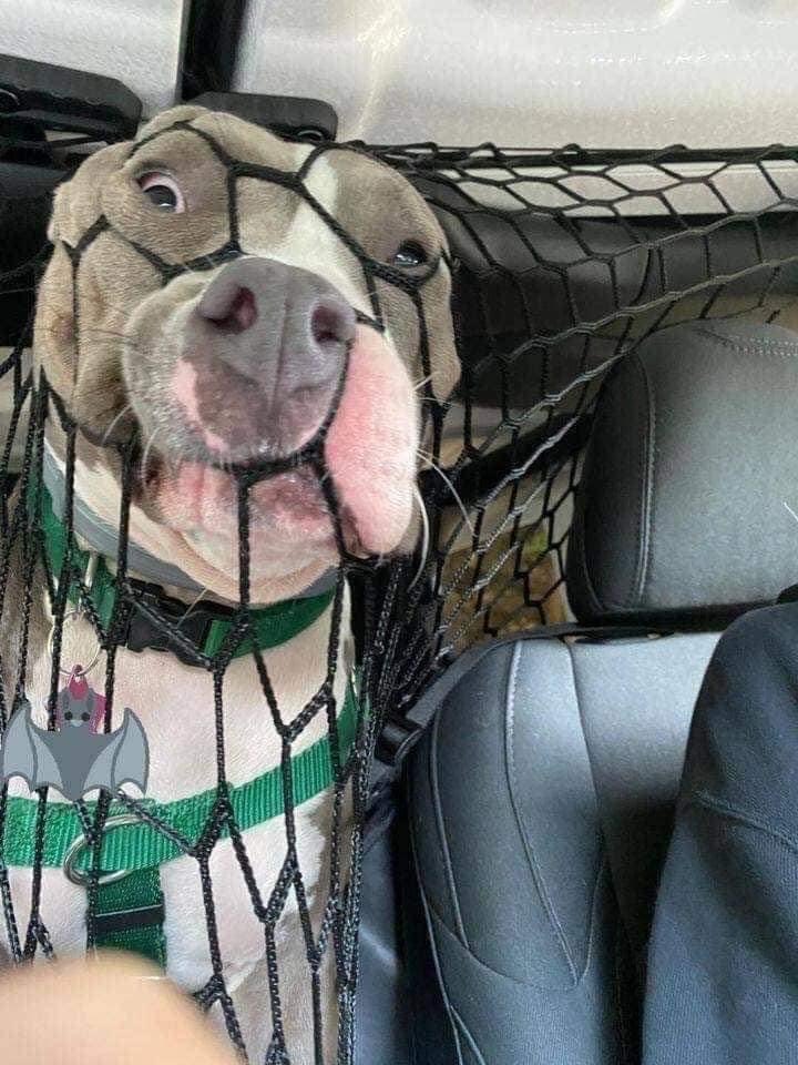 dog net distraction driving