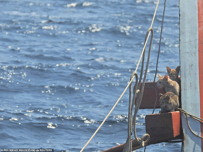 sailors rescue cats sinking ship