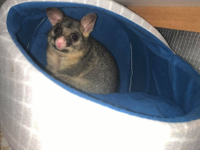 cat bed for possum
