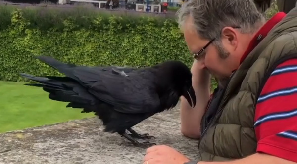 The Magical Sound This Raven Makes For The Ravenmaster