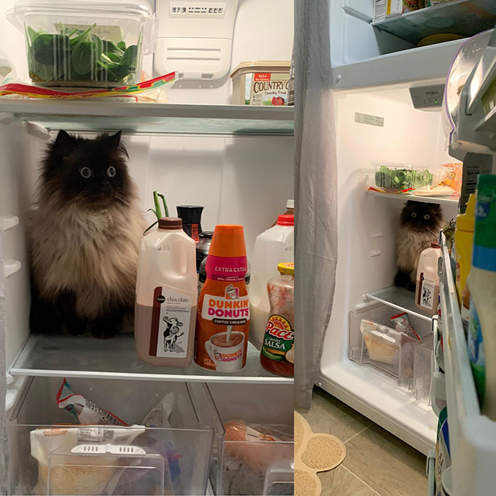 o38yp-cat-in-fridge.jpg