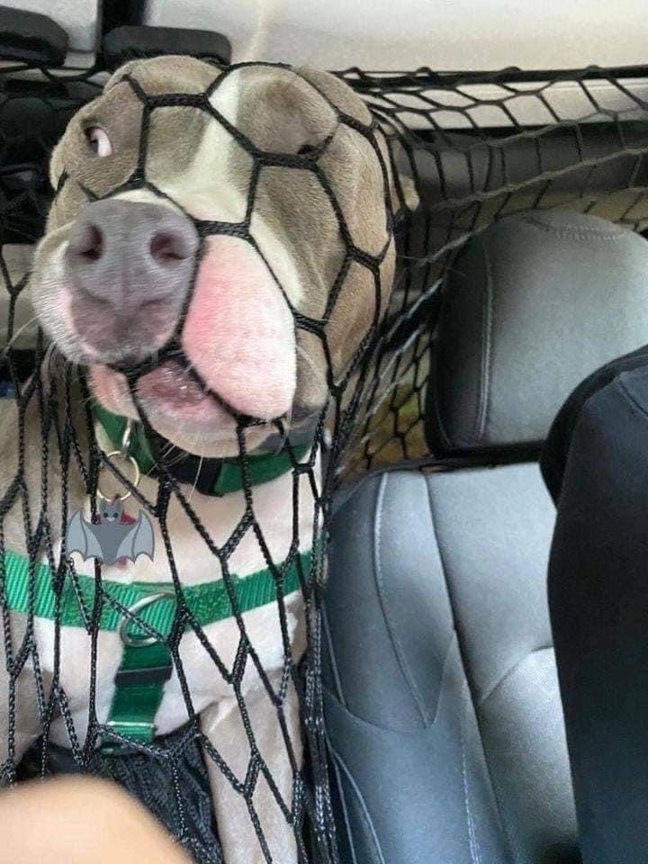 dog net distraction driving