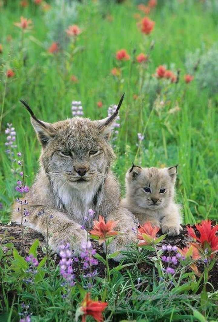 momma lynx
