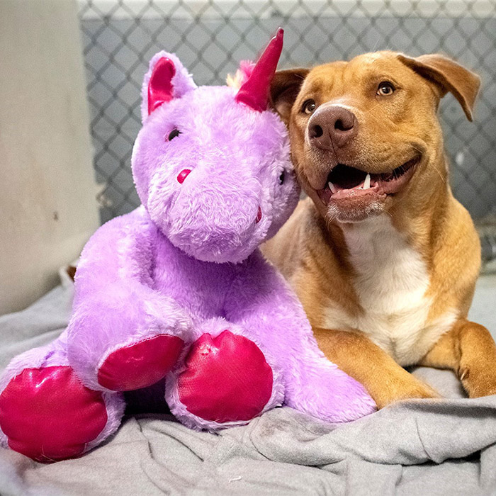 dog unicorn plush toy