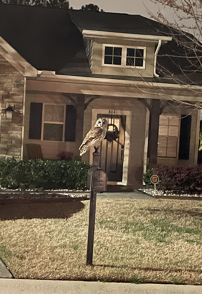 uw6rx-owl-on-mailbox.jpg