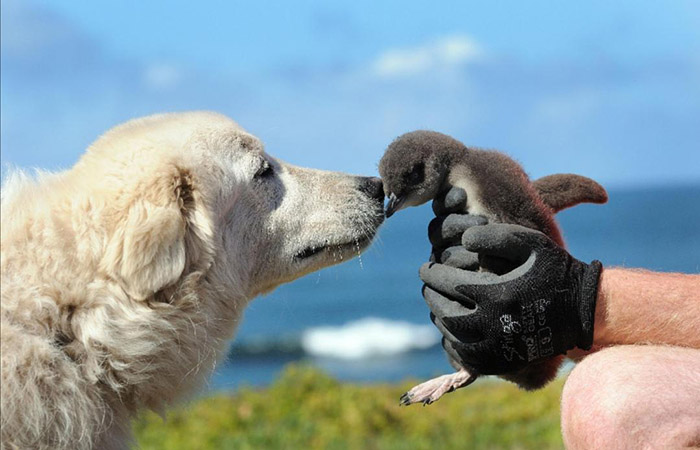 dogs protect penguins island