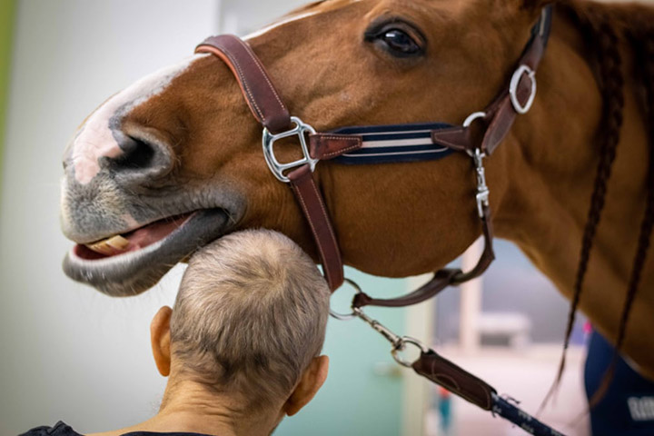 doctor peyo horse therapy