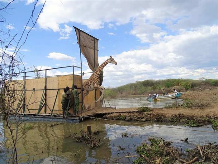 giraffe rescued from sinking island