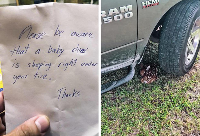baby deer under tire