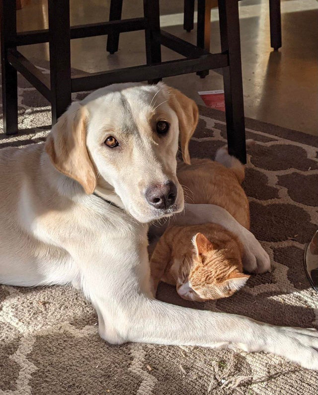 dog protects cat