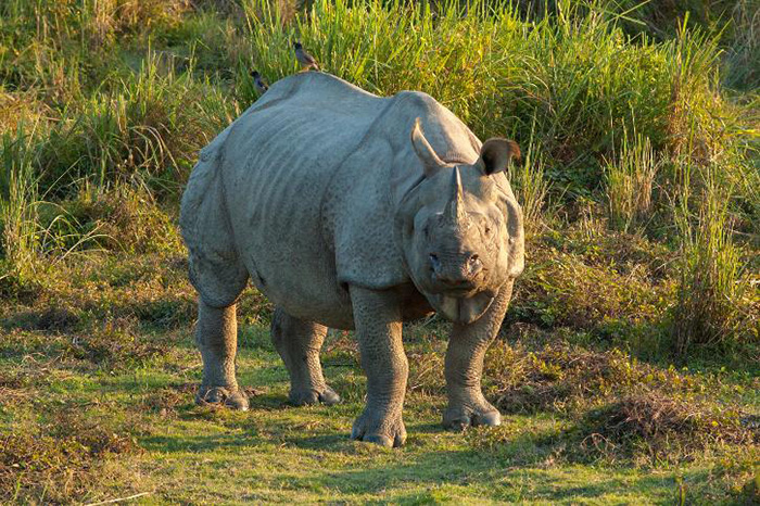 rhino numbers on the rise India