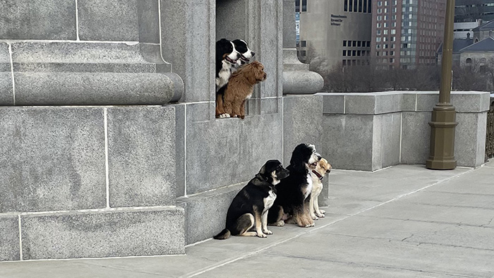 dog walker photo of dogs on Longfellow Bridge