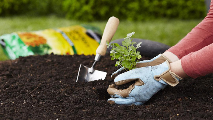 reasons gardening is good for your health