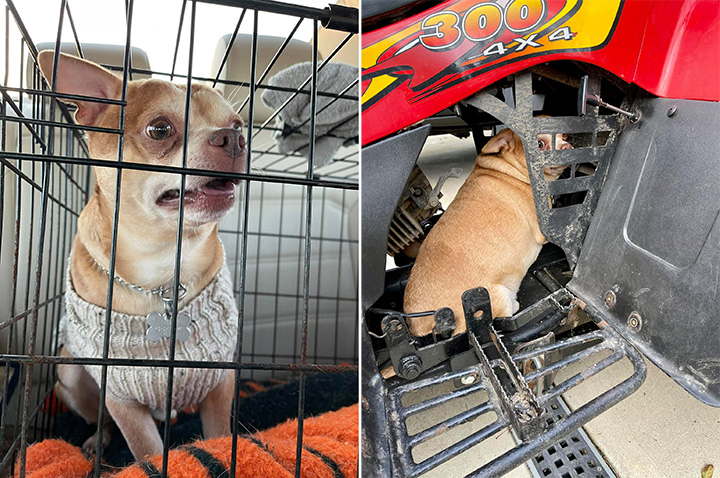 Second Chance Pet Adoption Prancer - Prancer The Demonic Chihuahua