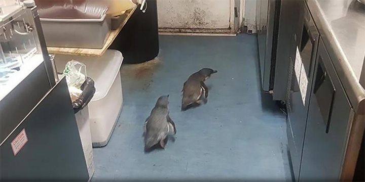 penguins steal sushi