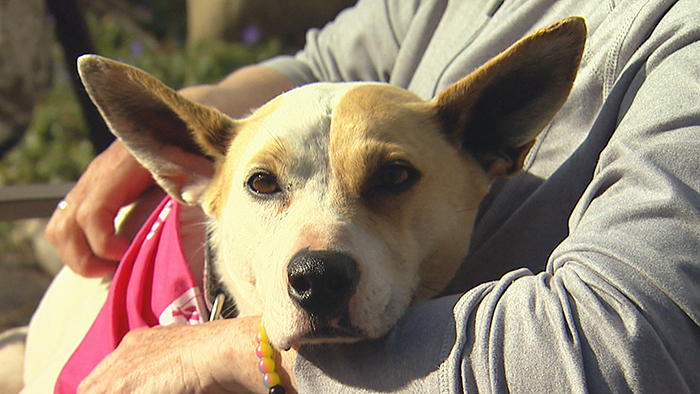 woman reunites with missing dog