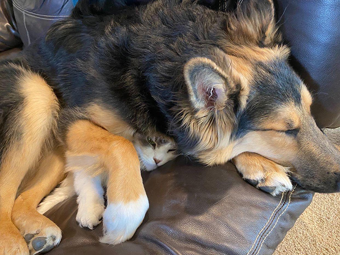 cat and dog cuddling