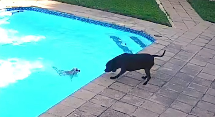 dog rescues drowning dog pool